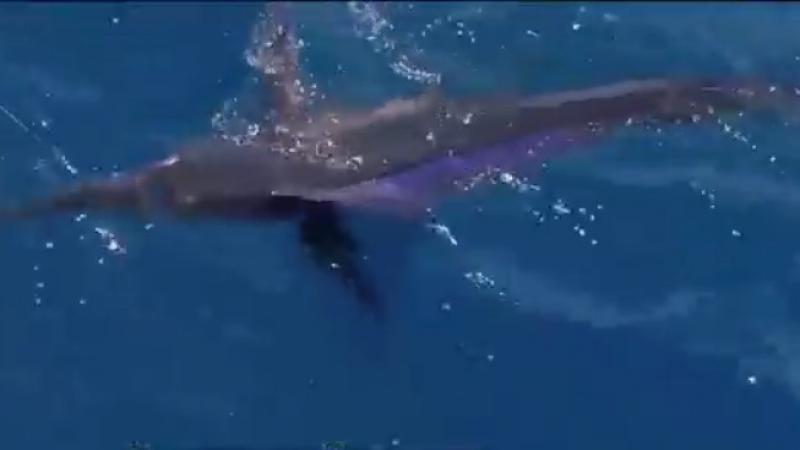 St. Patrick’s Day, Muse, and saltwater fishing: Fun things to do this weekend