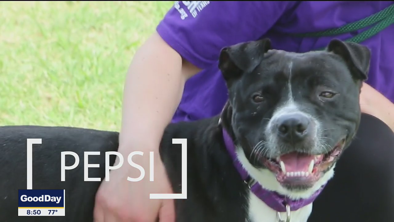 Dog of the Day: Pepsi
