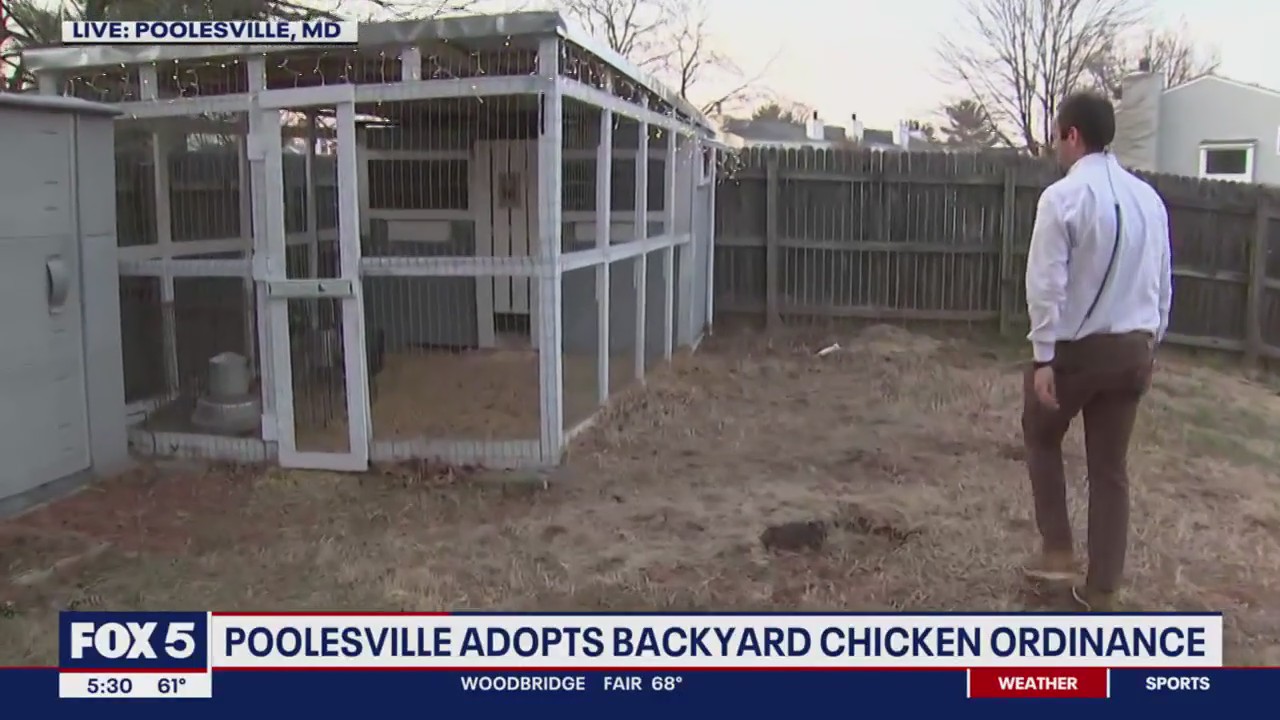 Poolesville ends prohibition on backyard chickens