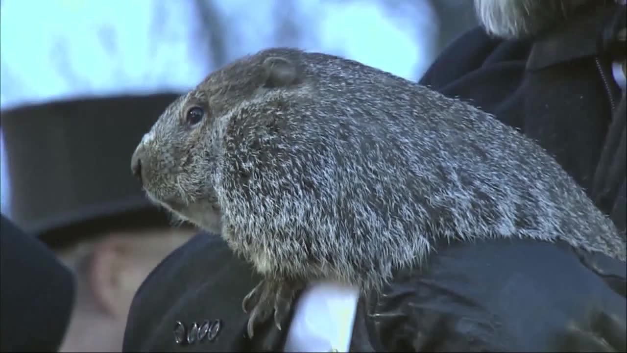 Did the groundhogs see their shadows?