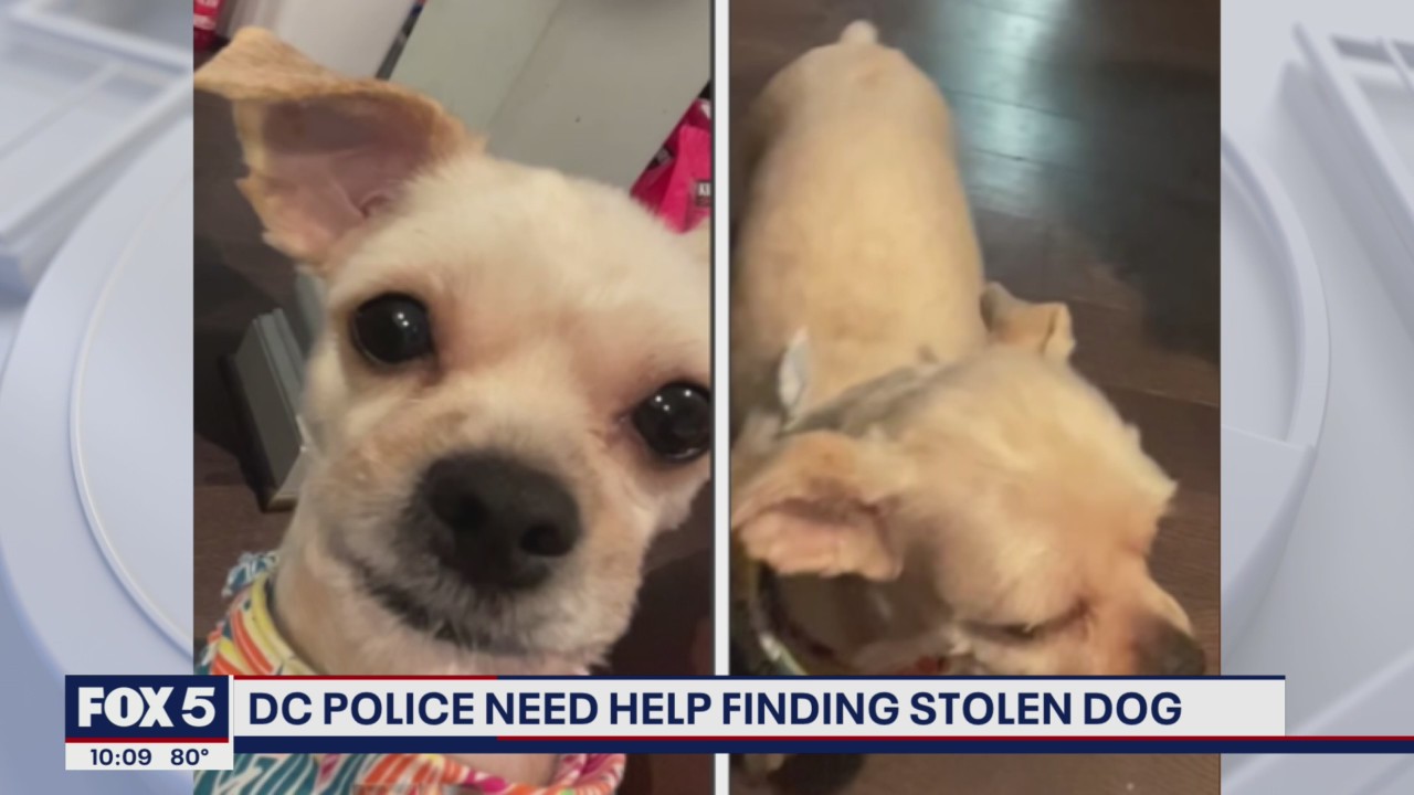 DC police searching for stolen dog