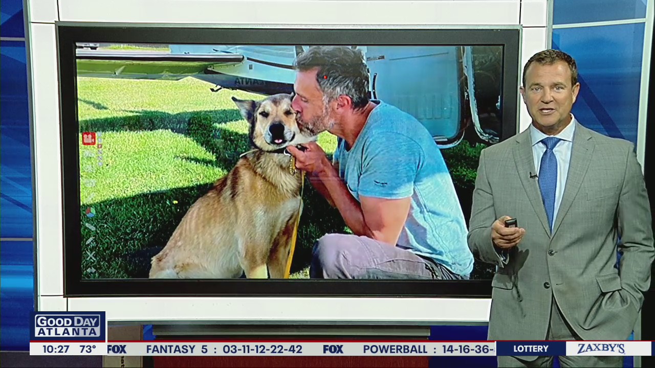 Iditarod sled dog found months after going missing