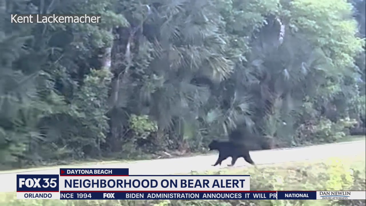 Bear alert issued in Daytona Beach neighborhood