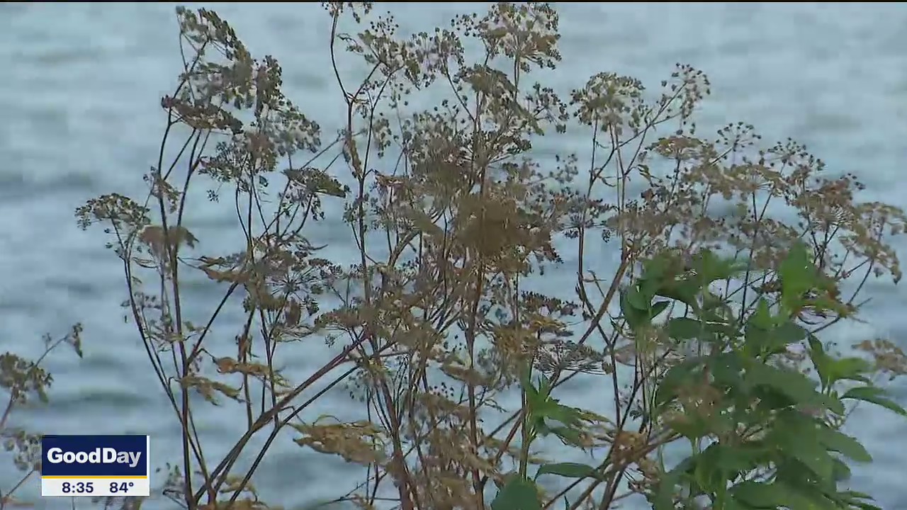 Deadly plant found growing near White Rock Lake