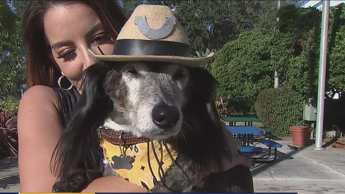 Dox-a-Palooza benefits weiner dogs