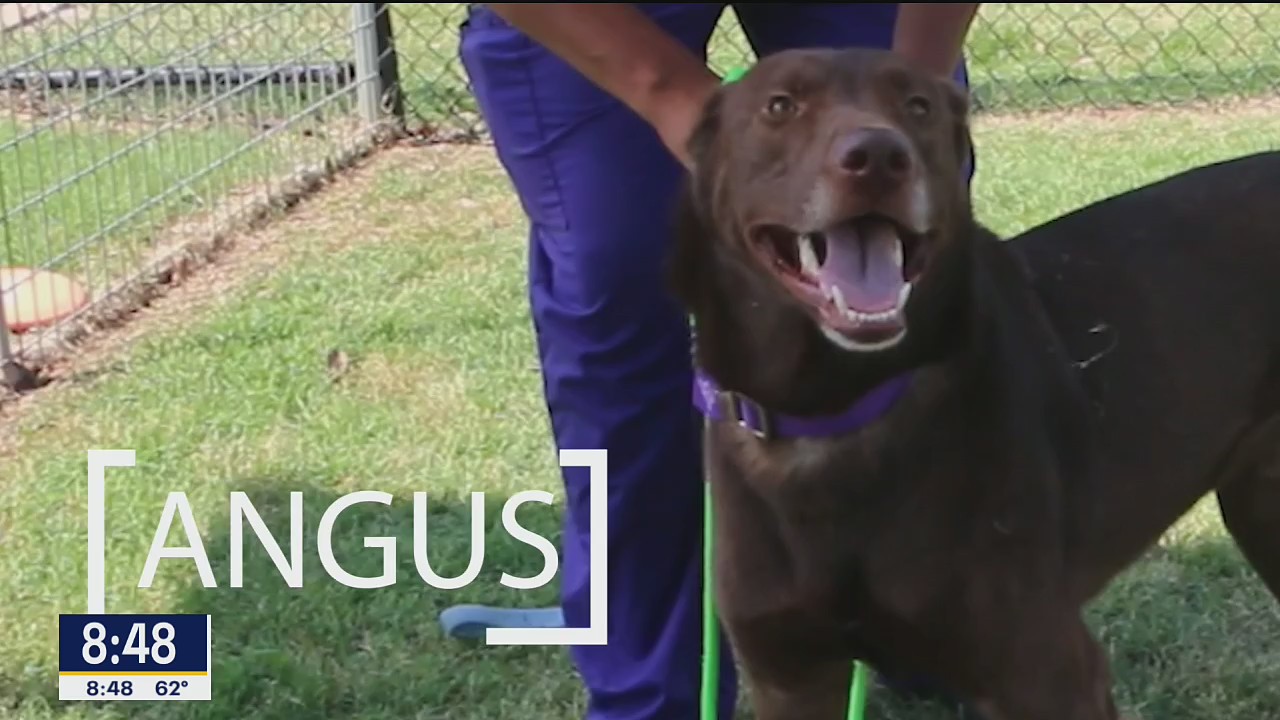 Dog of the Day: Angus