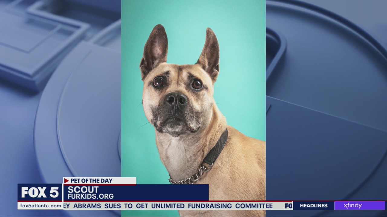 Pet of the Day from FurKids