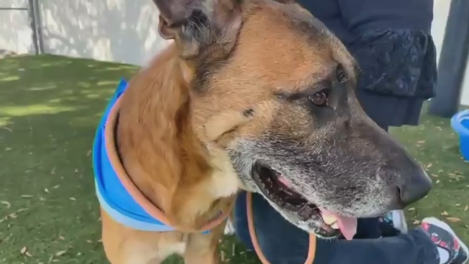 Adopt-A-Pet: Scooby
