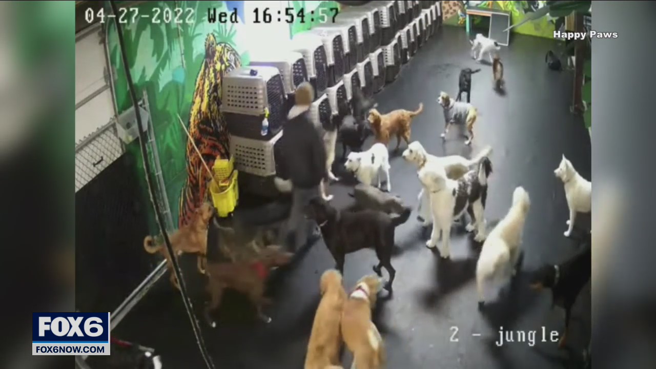 Milwaukee dog daycare takes heat over social media videos