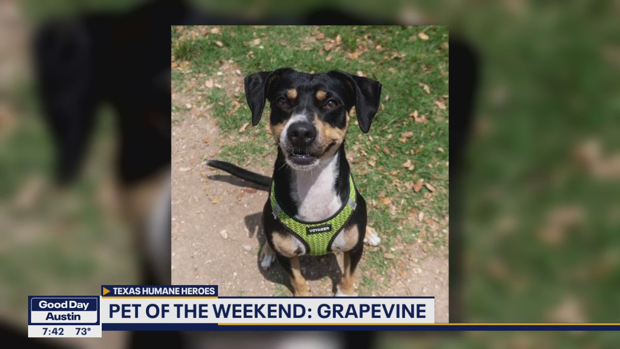 Pet of the Weekend