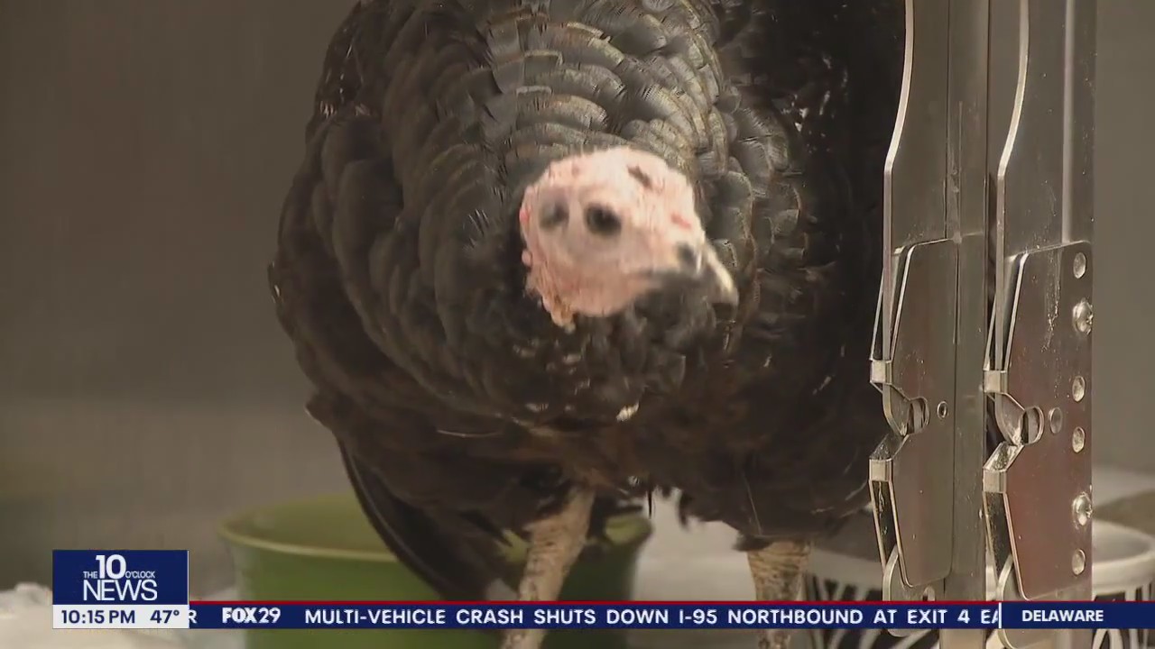 Tom the Turkey found wandering in Rhawnhurst