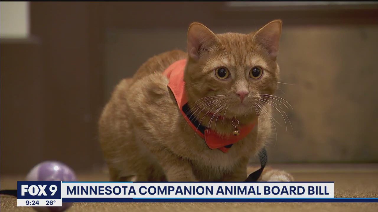 Minnesota lawmakers push for new board dedicated to household pets