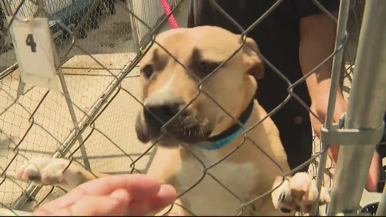 Free adoption event by Detroit Animal Control amid overcrowding issue