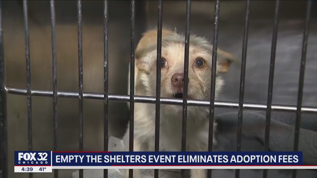 Pet adoption fees waived for 'Empty the Shelters' event in Chicago