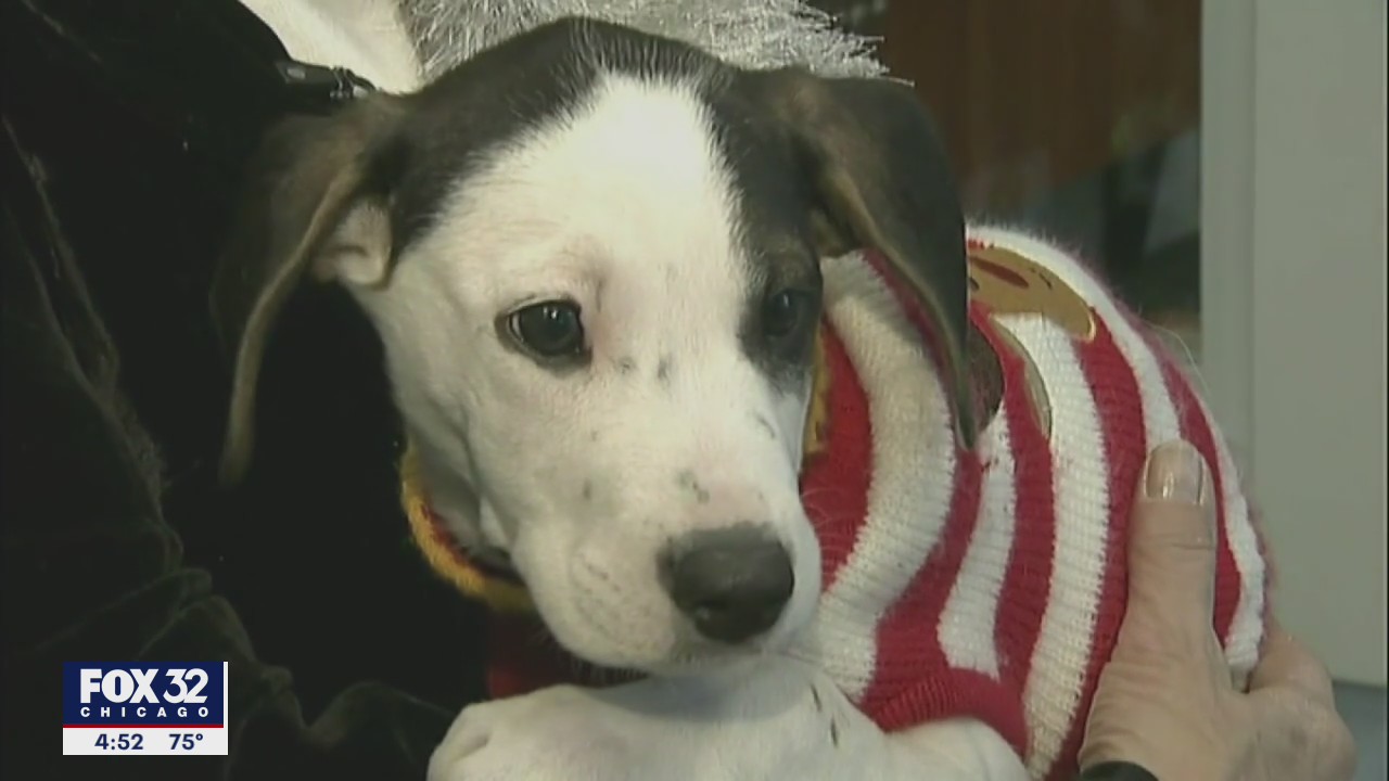 Illinois animal shelters reduce adoption fees to 'empty shelters'