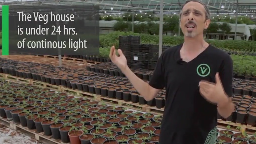 Cannabis courses at CSU East Bay in Hayward