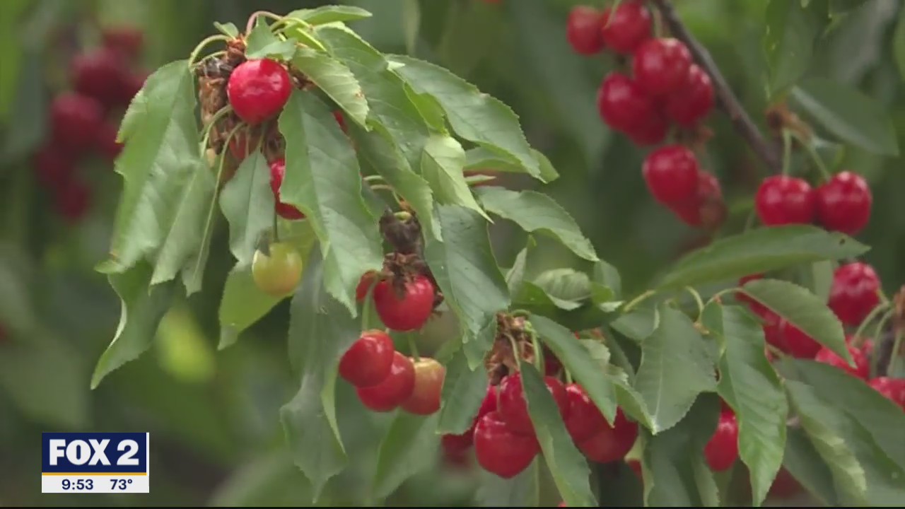 How to take advantage of fruit growing season in Michigan