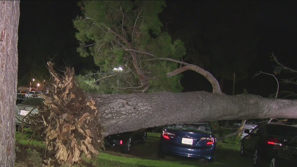 Large tree falls onto cars at Greek Theatre parking lot