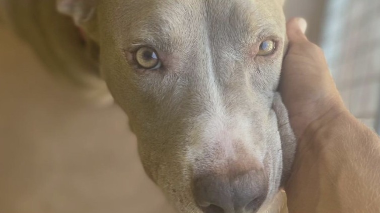 PAWS Shelter of Central Texas introduces 'Pet of the Week' Lola