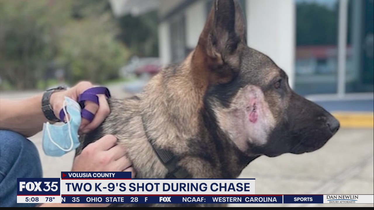 2 K-9 deputies shot during chase