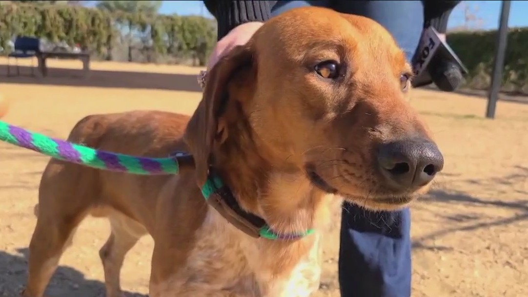Dog of the Weekend: Bradley Cooper at WCRAS