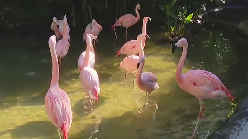 Previewing the Flamingo Festival at Sunken Gardens