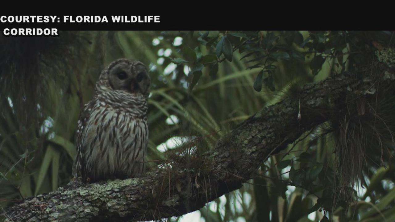 Florida Wildlife Corridor gains momentum