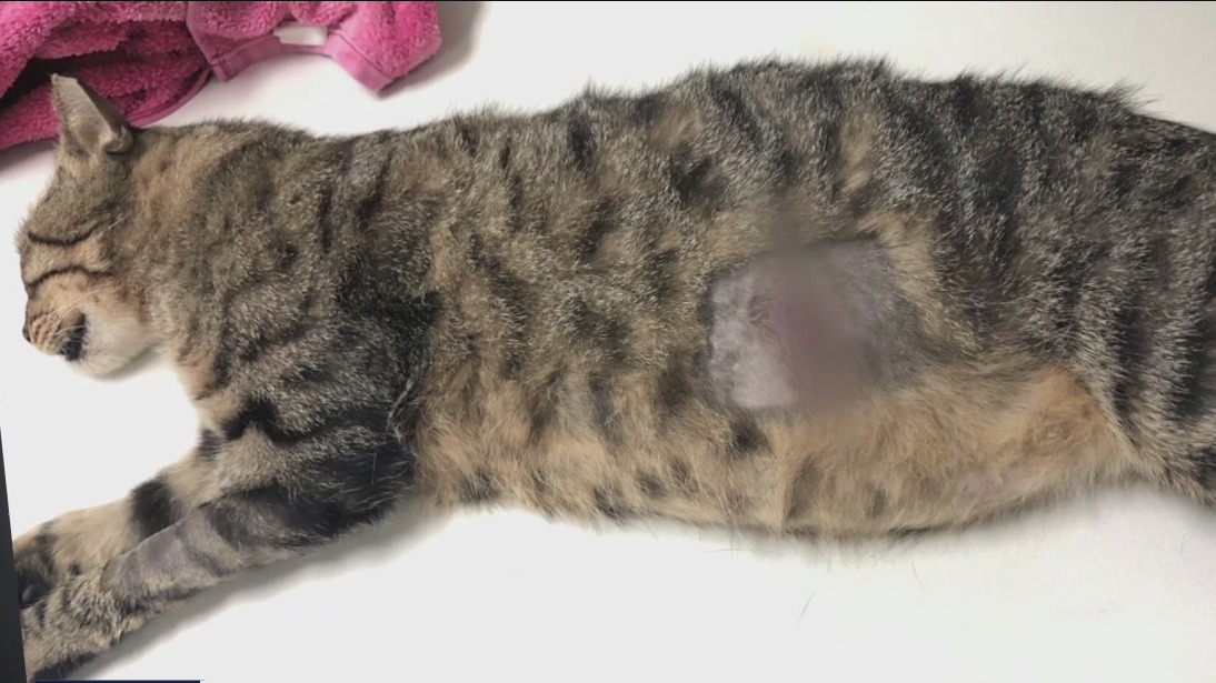 Previous coverage: Neighborhood cats targeted with pellet gun