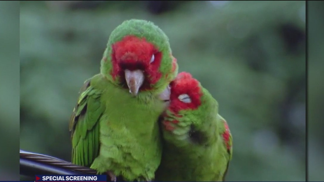 The Wild Parrots of Telegraph Hill