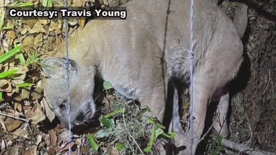 Florida panther killed by car in Lithia