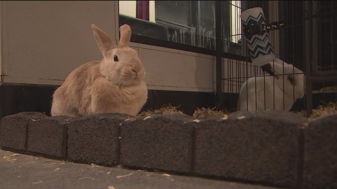Hillsborough County considers regulating rabbit sales
