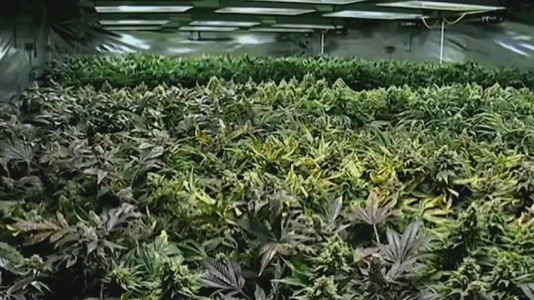 Study says marijuana is good for cancer patients