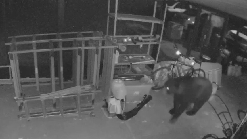 Bear seen again in Carrollwood