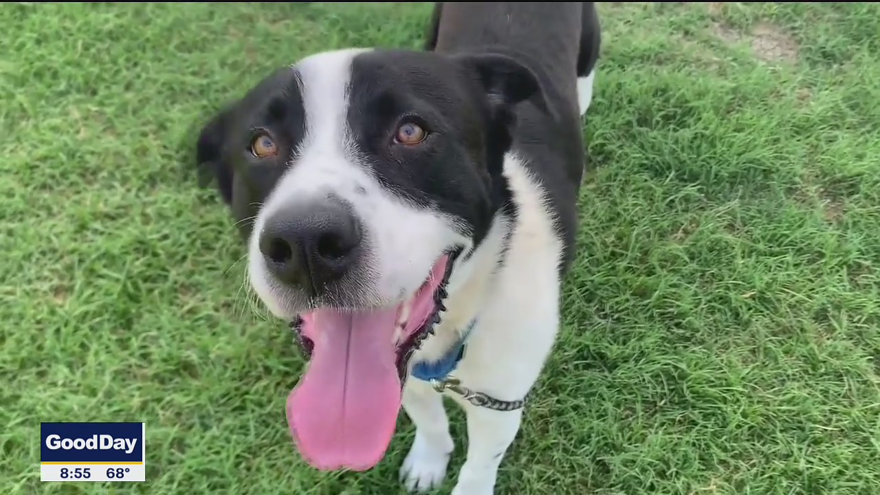 Dog of the Day: Caspian