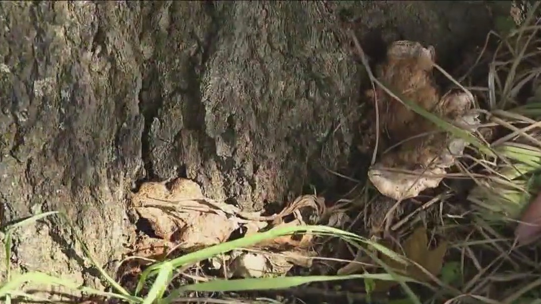Don't let 'zombie trees' haunt your property – what to know