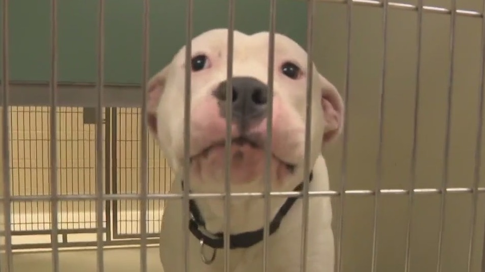 MADACC 'Operation Reunification' aims to bring lost pets home
