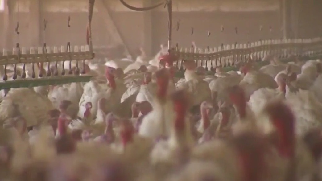 Avian flu outbreak in 2 states