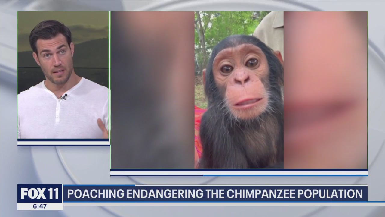 Social media videos hurting chimpanzee population