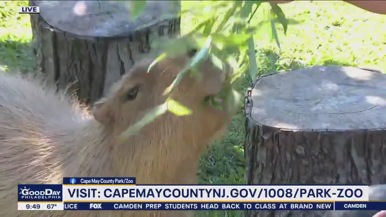 Bob at the Beach: Cape May County Zoo