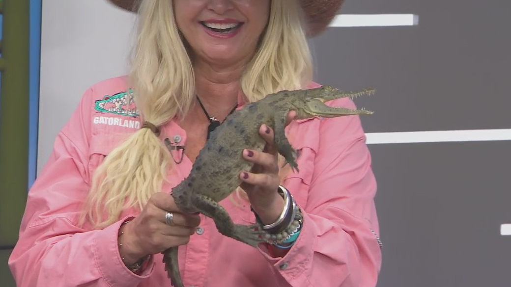 Wild Wednesday: Gatorland shares details about upcoming Halloween event
