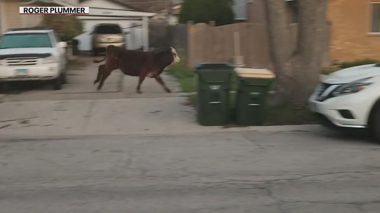 Moove over: Suburban teens purchase farm animals for 'senior prank'