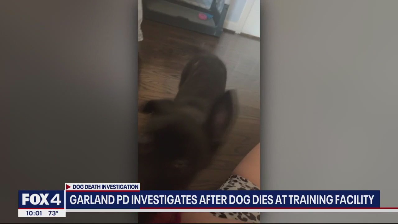 Dog dies at Garland boarding, training facility