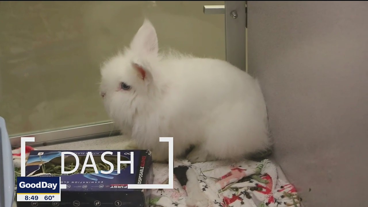 Pet of the Day: Dash
