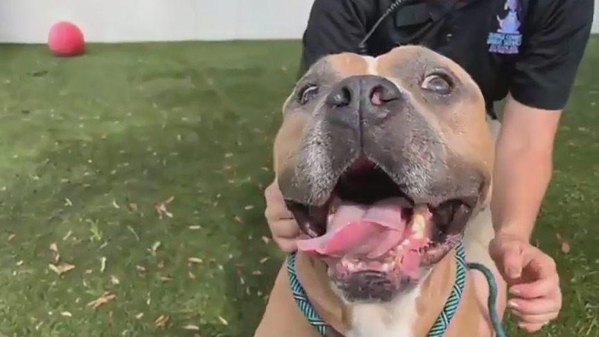 Adopt-A-Pet: Longest resident Rex looking for forever home