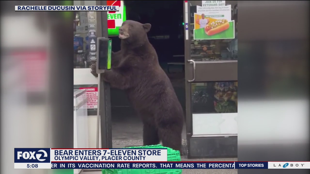 Bear breaks into 7-Eleven