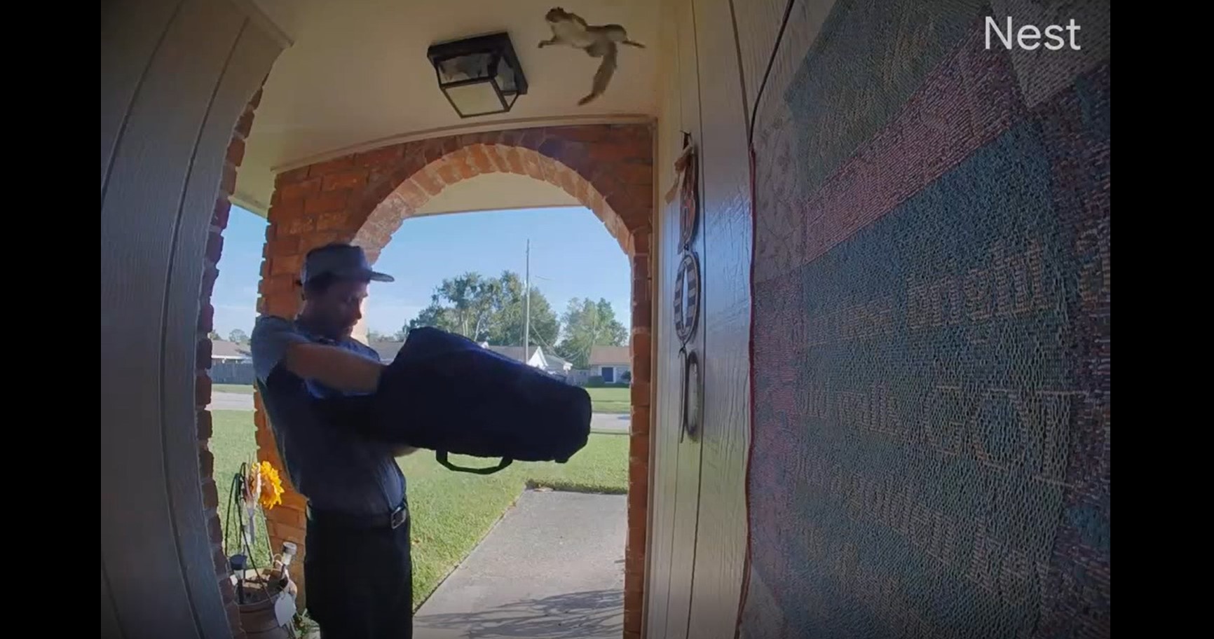 Squirrel launches itself inside home during pizza delivery Flipboard
