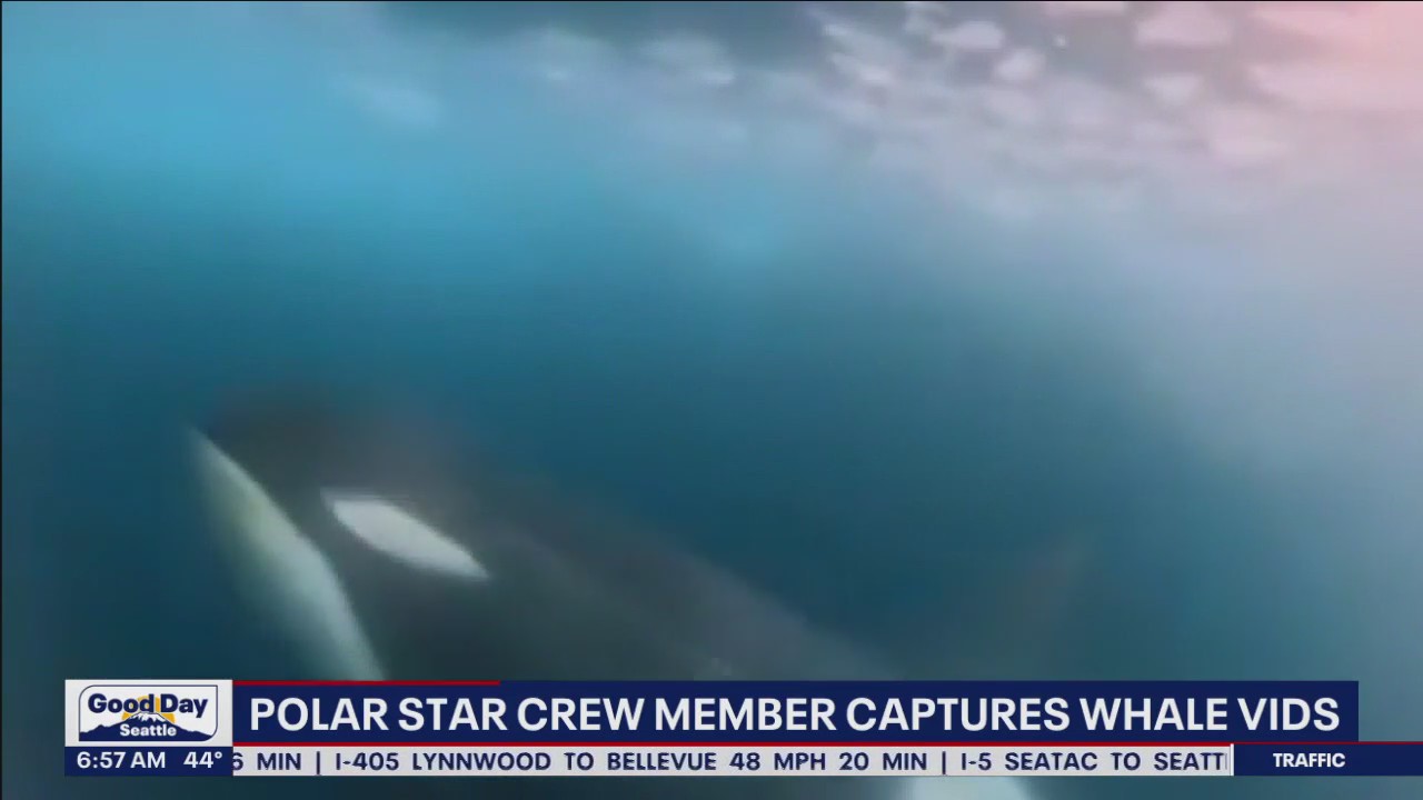Polar Star crew member captures video of orca off Antarctica