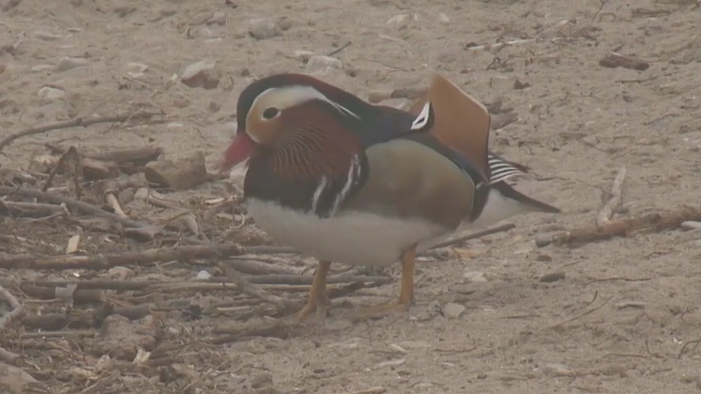 Mandarin duck sighting at Milwaukee's South Shore Park