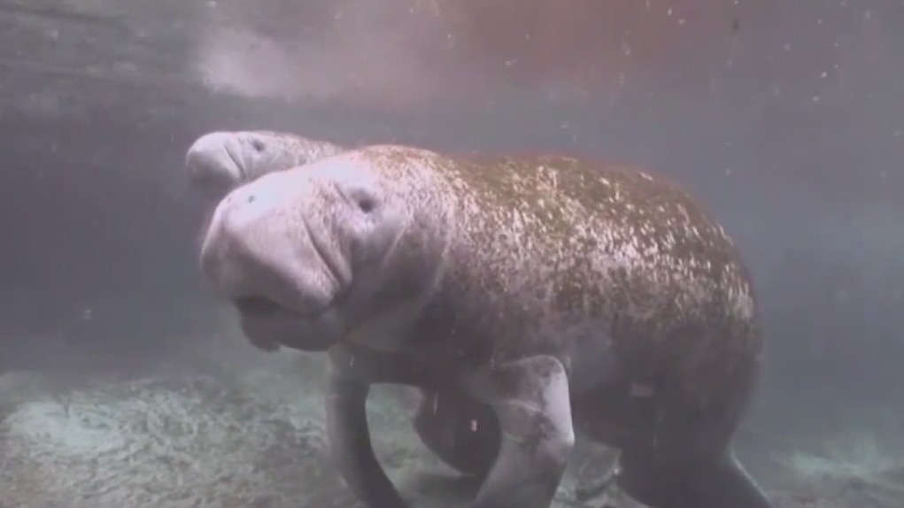 Volunteers invited to help clean up Blue Spring State Park to keep manatees safe