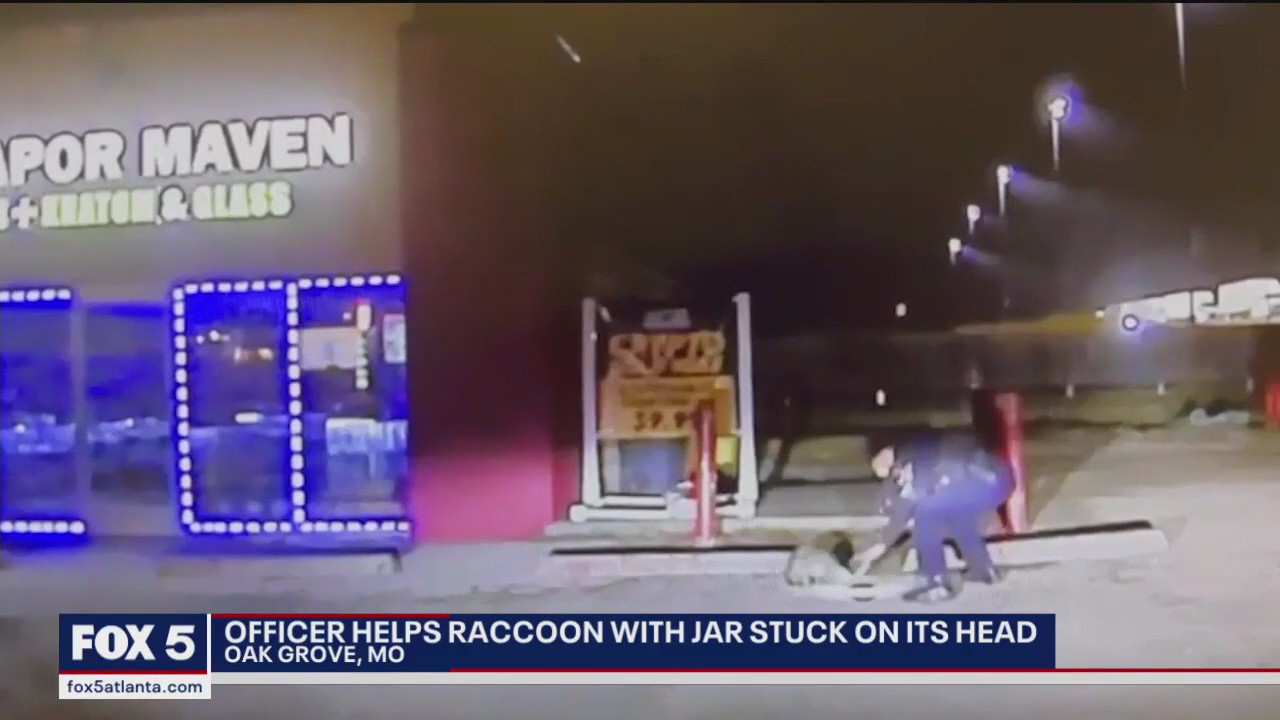 Officer seen trying to free raccoon with head in jar